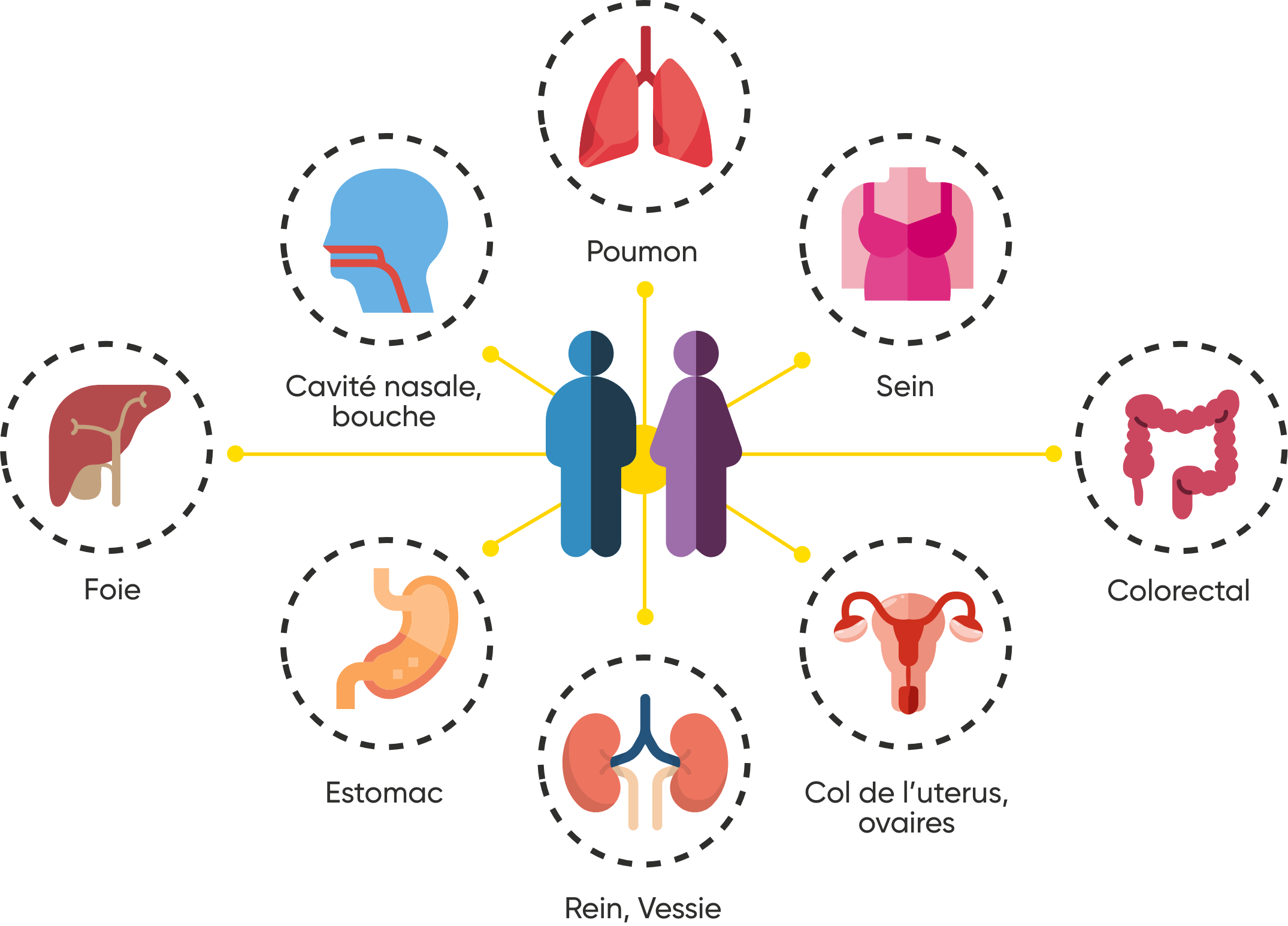 Schéma montrant la localisation des cancers favorisés par le tabac: poumon, sein, colorectal, col de l'uterus, ovaires, rein, vessie, estomac, foie, cavité nasale, bouche